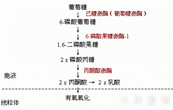 理论要点之生物化学：糖代谢