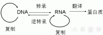 理论要点之生物化学：遗传信息的传递