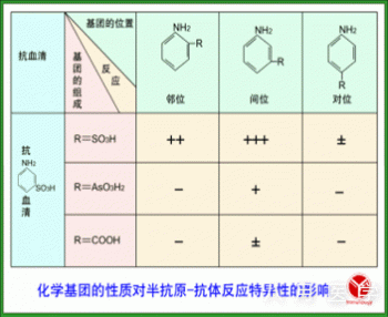 理论要点之免疫学：抗原